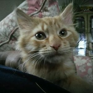 Meet your Posher, Conklin